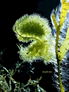 Algae Shrimp with back and side lighting. by Marylin Batt 